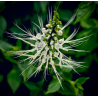 Orthosiphon (Orthosiphon staminaeus)