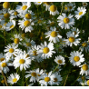 Matricaire (Matricaria chamomilla)