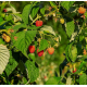 Framboisier Rubus idaeus Rosacée