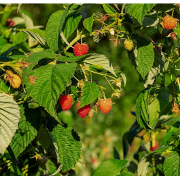 Framboisier Rubus idaeus Rosacée