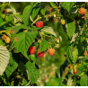 Framboisier Rubus idaeus Rosacée