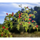 Cynorrhodon ou Églantine (Rosa Canina)