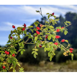 Cynorrhodon ou Églantine (Rosa Canina)