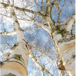 Bouleau (Betula alba) - écorce