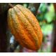 Cacao (Theobroma cacao)