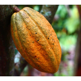Cacao (Theobroma cacao)