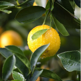 Citron (Citrus lemon) - écorce