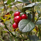 Canneberge (Vaccinium macrocarpon)