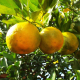 Bergamote (Citrus ssp bergamiae