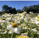 Partenelle (Chrysanthemum parthenium)