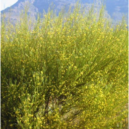Rooibos (Aspalathus linearis)