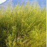 Rooibos (Aspalathus linearis)