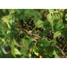 Cassis (ribes nigrum)