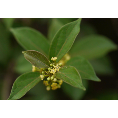 Gymnema (Marsdenia sylvestris)