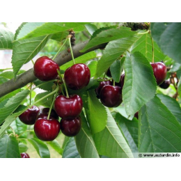 Cerisier (cerasus vulgaris)