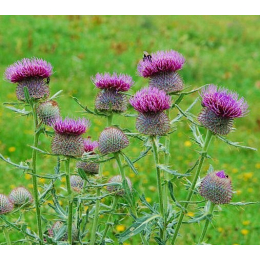 Chardon-Marie (carduus marianus)