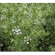 Coriandre (coriandrum sativum)