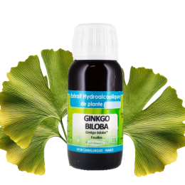 Extrait hydroalcoolique de Ginkgo Biloba Bio - Phytofrance