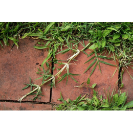 Chiendent (agropyrum repens)