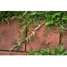 Chiendent (agropyrum repens)