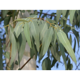 Eucalyptus (eucalyptus globulus)