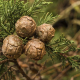 Cyprès (cupressus sempervirens)
