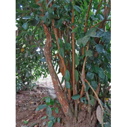 Cannelle de Ceylan (Cinnamomum Zeylanicum)