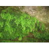 Capillaire de Montpellier (andiantum capillus)
