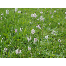 Plantain lanceole (plantago lanceolata)