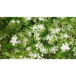 Cumin (cuminum cyminum)