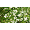 Cumin (cuminum cyminum)