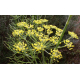 Fenouil doux (foeniculum vulgare)