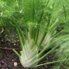 Fenouil doux (foeniculum vulgare)
