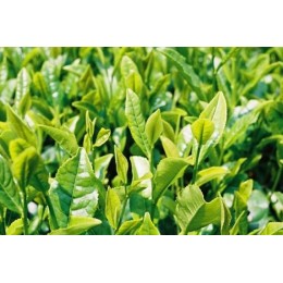 thé noir de Yunnan