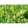 thé noir de Yunnan