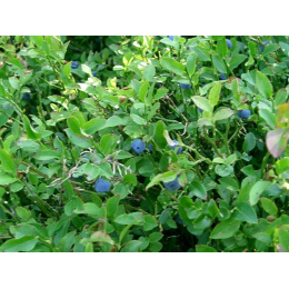 Airelle (vaccinium mytillus)