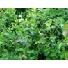 Airelle (vaccinium mytillus)