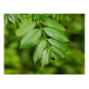 Frêne (fraxinus excelsior)