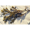 Fucus (fucus vesiculosus)