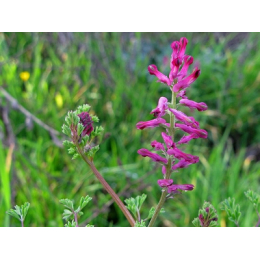 Fumeterre (fumarias officinalis)