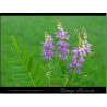 Galega (galega officinalis)