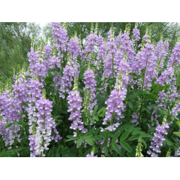 Galega (galega officinalis)