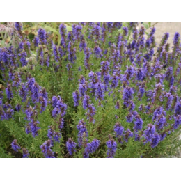 Hysope (hyssopus officinalis)