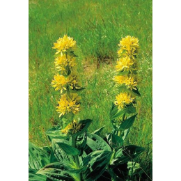 Gentiane (gentiana lutea)