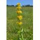 Gentiane (gentiana lutea)