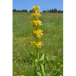 Gentiane (gentiana lutea)
