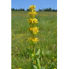 Gentiane (gentiana lutea)