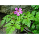 Géranium (geranium robertianum)