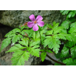 Géranium (geranium robertianum)