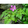 Géranium (geranium robertianum)